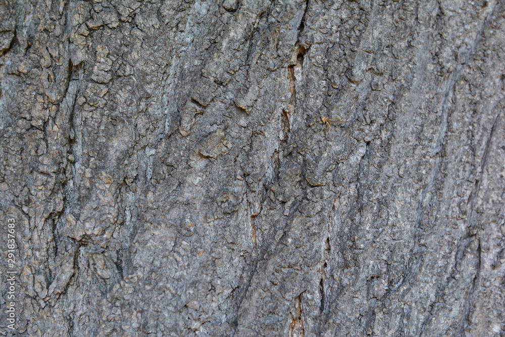 bark of a tree