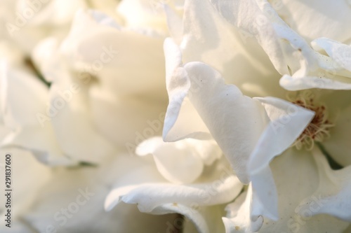 White rose in bloom
