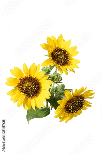 Minimal Sunflowers