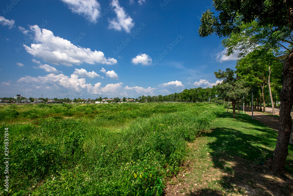 Close-up nature background of green grass, bright blue sky, natural beauty during the day