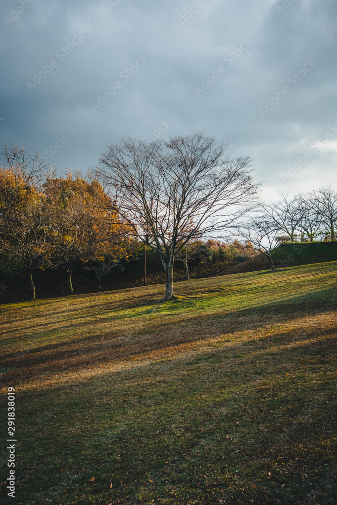 Fototapeta premium A cold day in a tree that looks lonely
