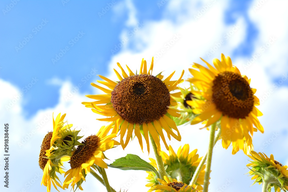 青空 太陽の光を浴びて 満開のヒマワリ 黄色い花 夏 明るい 元気 花イメージ素材 Stock Photo Adobe Stock 青空 太陽の光を浴びて 満開のヒマワリ 黄色い花 夏 明るい 元気 花イメージ素材 Stock Photo Adobe Stock
