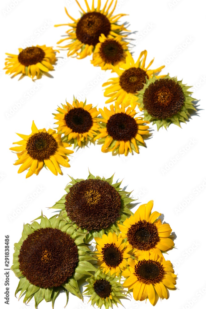 ヒマワリ 黄色い花 夏 明るい 元気 白背景 花イメージ素材 Stock Photo Adobe Stock ヒマワリ 黄色い花 夏 明るい 元気 白背景 花イメージ素材 Stock Photo Adobe Stock