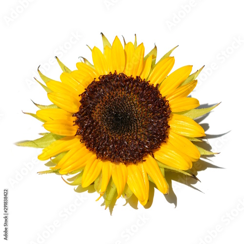 ヒマワリ、黄色い花、夏、明るい、元気。白背景。花イメージ素材。