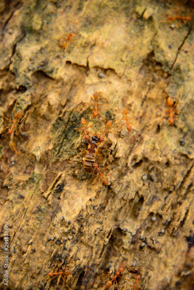 Red ants help bring the victim back to the nest. Red ants help bring the victim back to the nest.