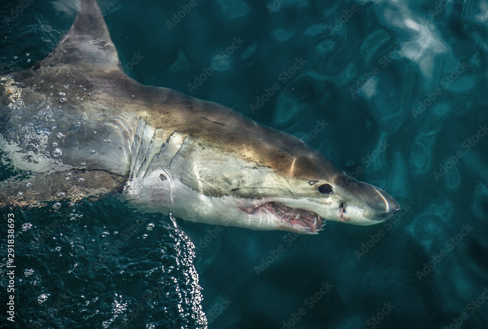 Naklejka premium Great White Shark at the surface of the water. Scientific name: Carcharodon carcharias. South Africa