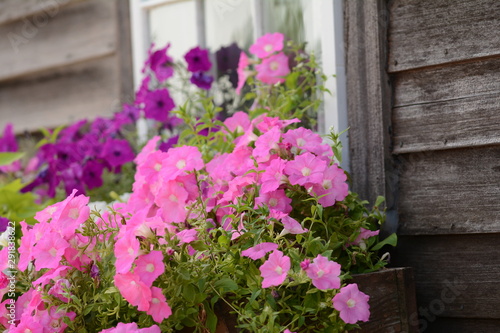 Blooming summer flowers