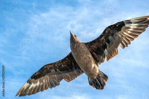 Great Skua in flight on blue sky background. Scientific name: Catharacta skua. Bottom view.