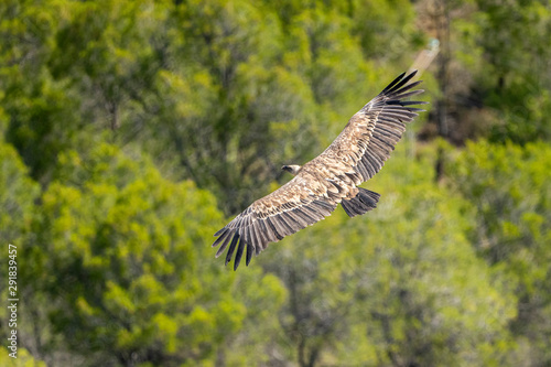 Griffon vulture (gyps fulvus) in flight, Alcoy. © Pablo Eskuder