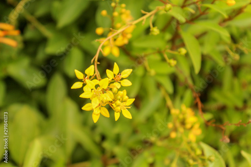 yellow flower on background of green 