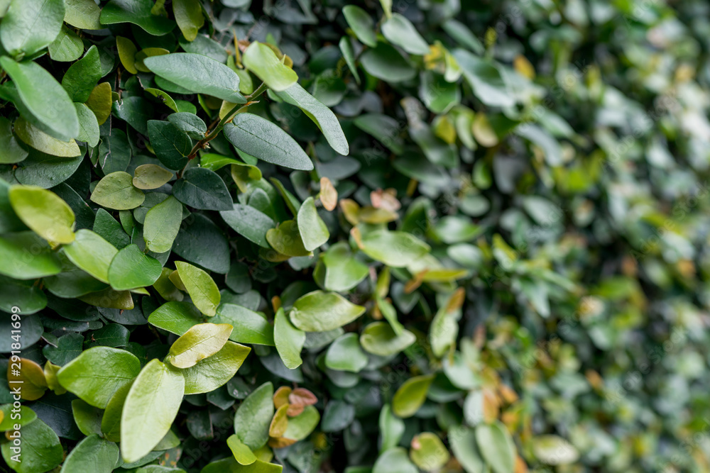 Green Wall with Ficus Pumila (climbing fig, creeping fig) Green Wall with Ficus Pumila (climbing fig, creeping fig)