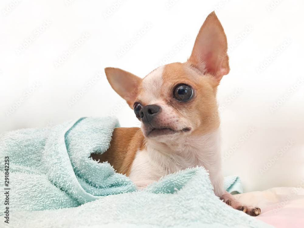 Closeup portrait of small mini chihuahua dog, puppy in blanket, sleepy dog, white and red little dog, sleepy dog.