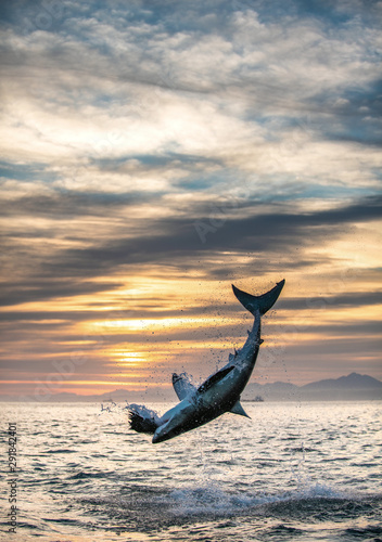 Jumping Great White Shark. Sunrise sky backround.   Scientific name: Carcharodon carcharias. South Africa © Uryadnikov Sergey