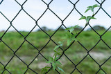Wire fence with plants, blue sky and green glass in bokeh on the background