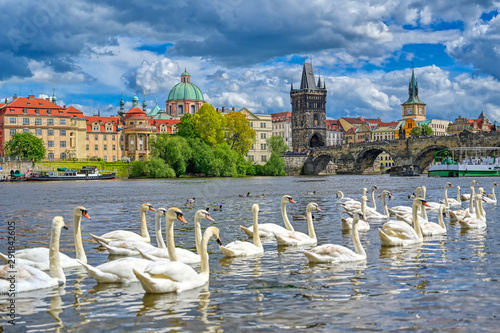 A view of Old Town Prague and the Charles Bridge across the Vltava River filled with swans in Prague, Czech Republic.