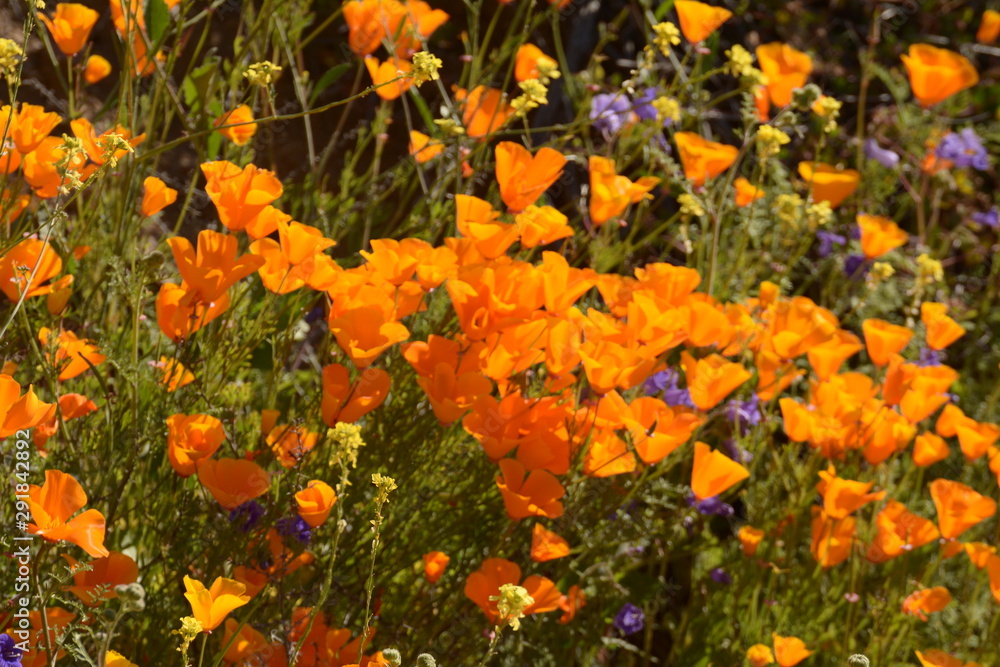 Poppies Poppies