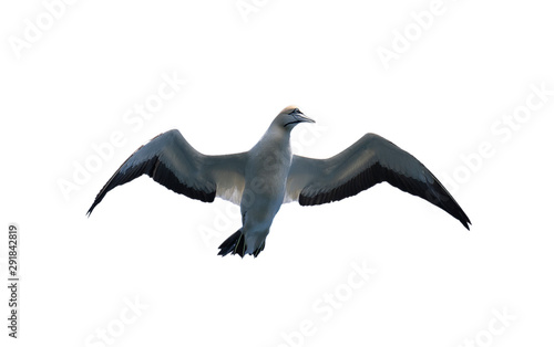 The Cape gannet in flight isolated on white background, Bottom view. Scientific name: Morus capensis, originally Sula capensis, is a large seabird of the gannet family, Sulidae.