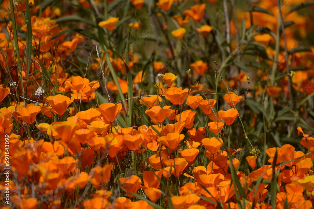 Poppies Poppies