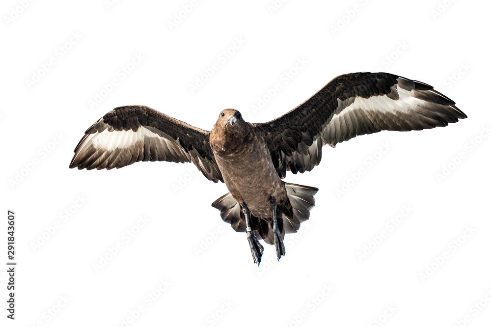Great Skua in flight. Bottom view on white background. Scientific name: Catharacta skua. Great Skua in flight. Bottom view on white background. Scientific name: Catharacta skua.