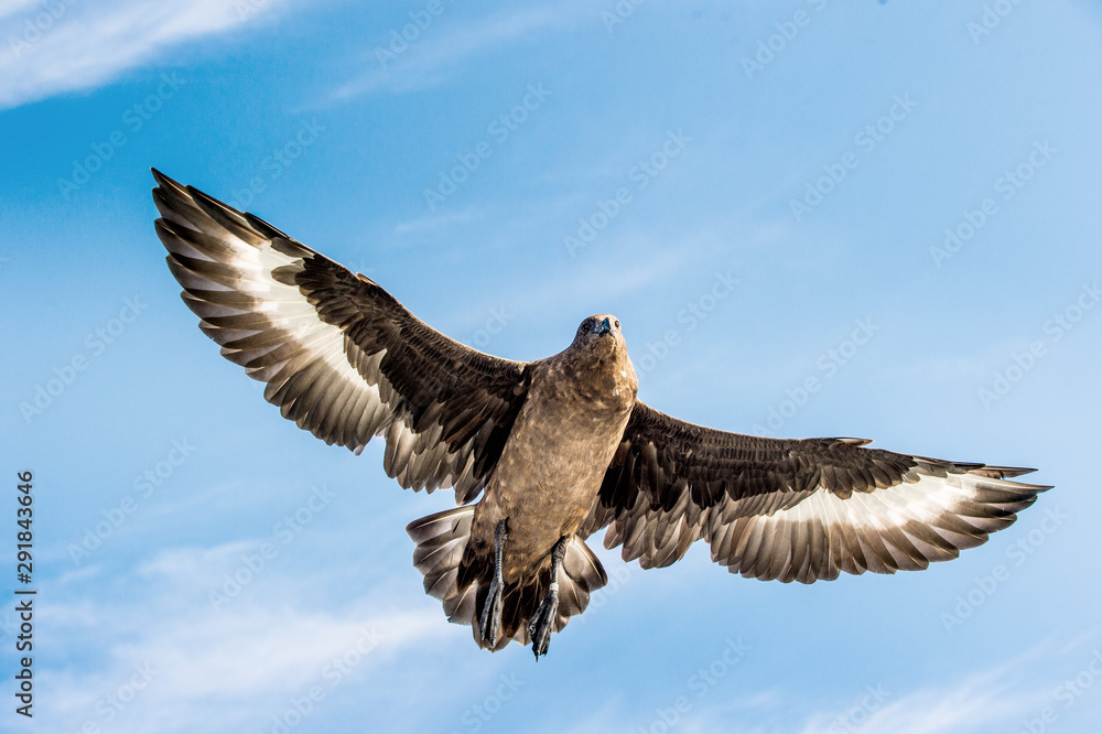 Great Skua in flight on blue sky background. Scientific name: Catharacta skua. Bottom view. Great Skua in flight on blue sky background. Scientific name: Catharacta skua. Bottom view.