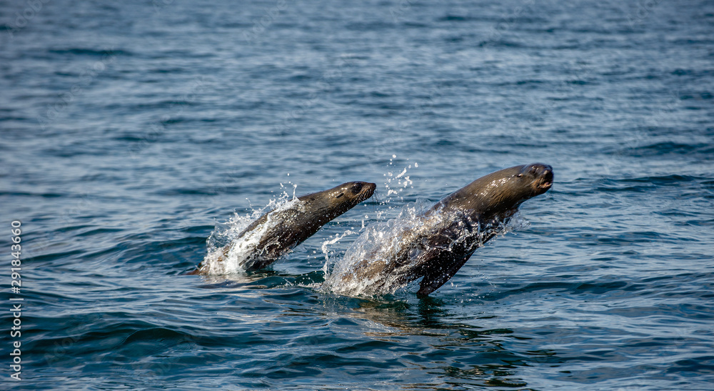 Fototapeta premium Seals swim and jumping out of water. Jumping Cape fur seal. Scientific name: Arctocephalus pusillus pusillus. South Africa.
