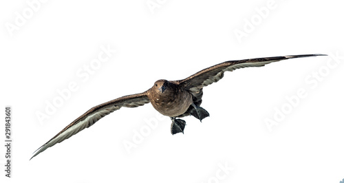 Great Skua in flight. Front view on white background. Scientific name: Catharacta skua.