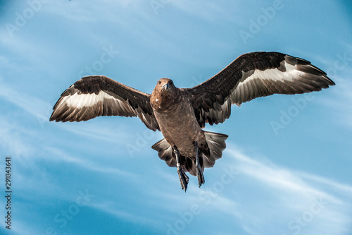 Great Skua in flight on blue sky background. Scientific name:  Catharacta skua. Bottom view. photo