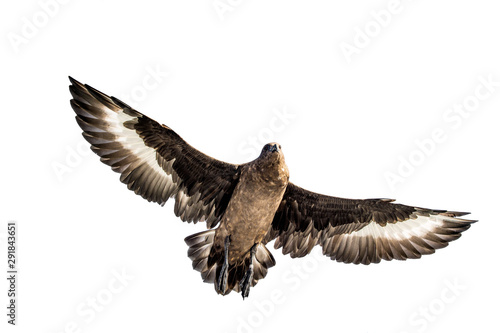 Great Skua in flight. Bottom view on white background. Scientific name: Catharacta skua.