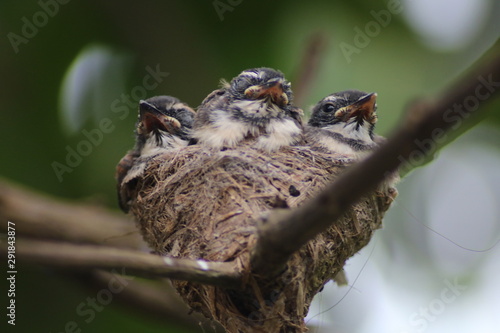 Fantail Flycatchers baby