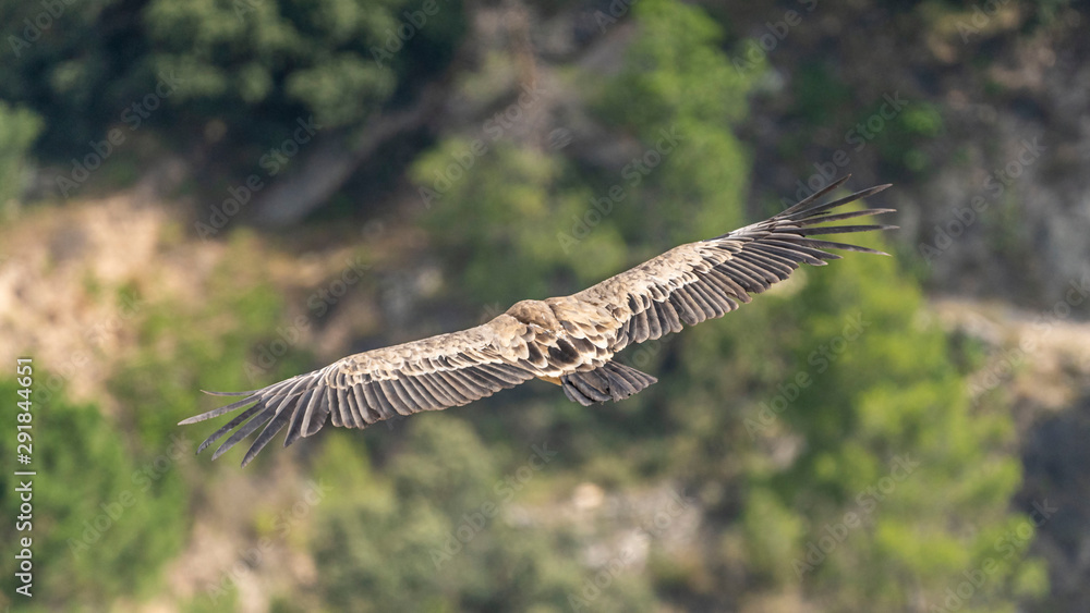 Fototapeta premium Griffon vulture (gyps fulvus) in flight, Alcoy.