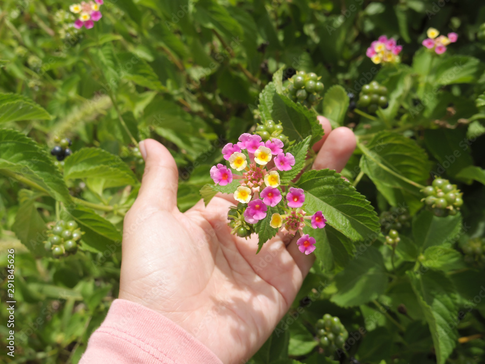 Lantana camara flowers in hand