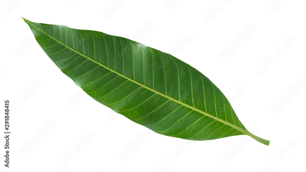 Obraz premium Mango leaf isolated on white background with clipping path,Mangifera Indica