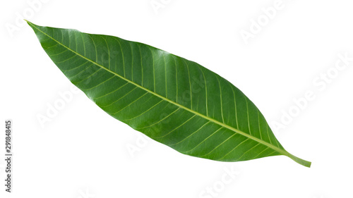 Mango leaf isolated on white background with clipping path,Mangifera Indica