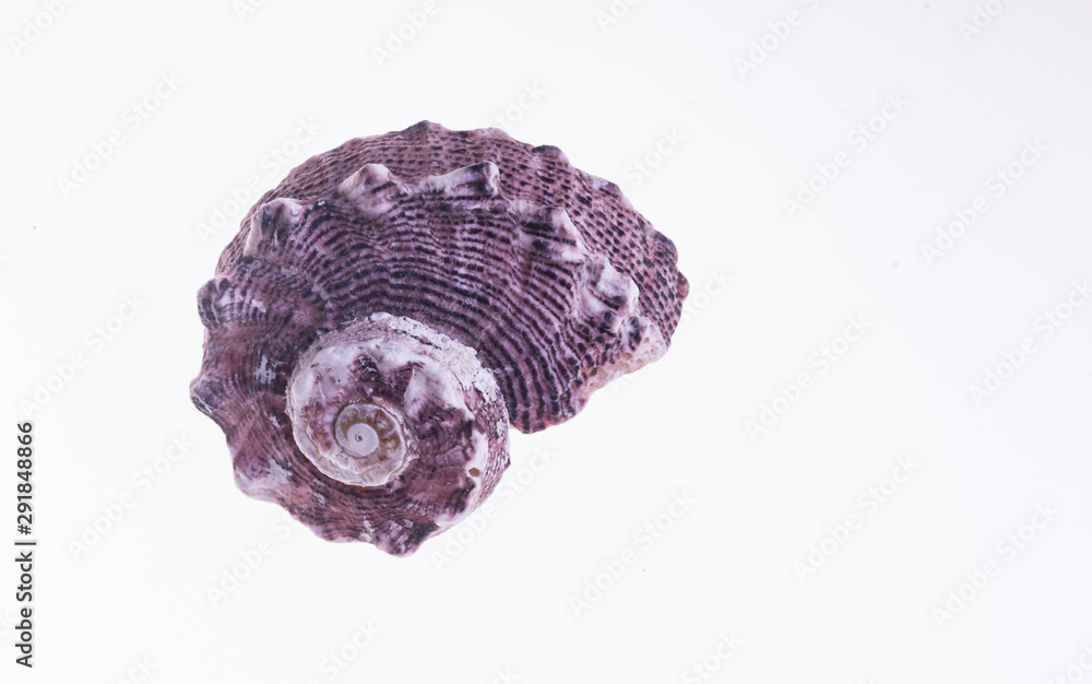 Sea Snail Housing on White - Isolated Shells Sea Snail Housing on White - Isolated Shells