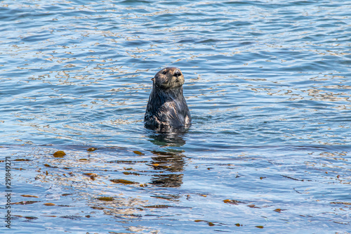 Otter in the Ocean
