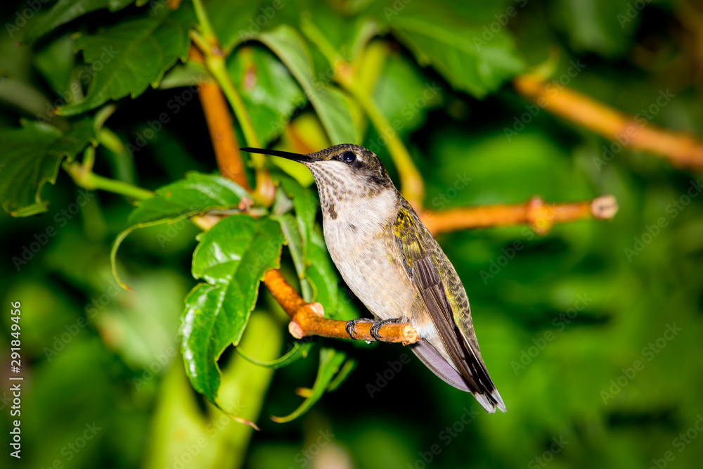 Ruby-throated Hummingbird.Archilochus colubris Ruby-throated Hummingbird.Archilochus colubris