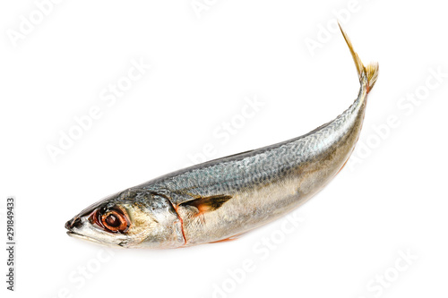 Fresh mackerel  fish isolated on white background