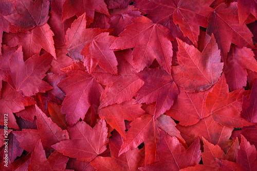 Fall background of red maple leaves from a top view