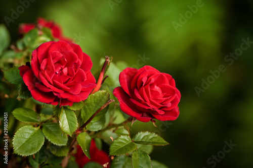 Two Roses In Bloom