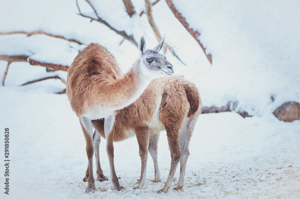 Two Guanacos, mother and baby on a natural winter background, portrait Two Guanacos, mother and baby on a natural winter background, portrait