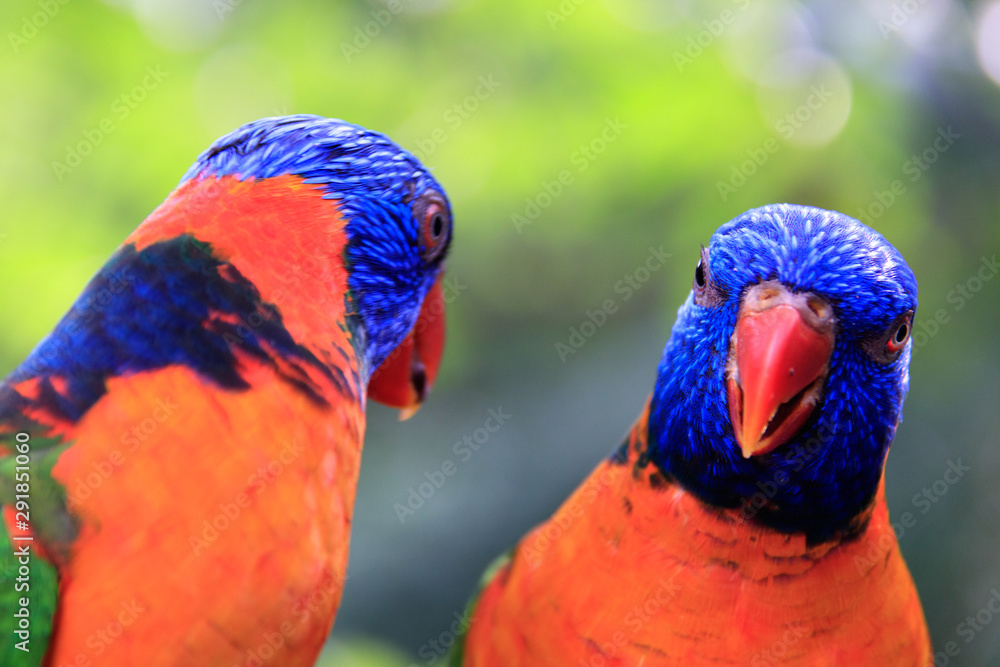 Naklejka premium Jurong Bird Park, Singapore - JUNE 30, 2019: Red-collared Lorikeet