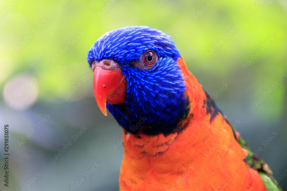 Jurong Bird Park, Singapore - JUNE 30, 2019: Red-collared Lorikeet Jurong Bird Park, Singapore - JUNE 30, 2019: Red-collared Lorikeet