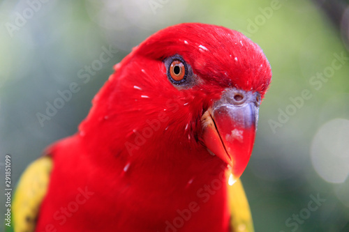 Jurong Bird Park, Singapore - JUNE 30, 2019: Chattering Lory photo