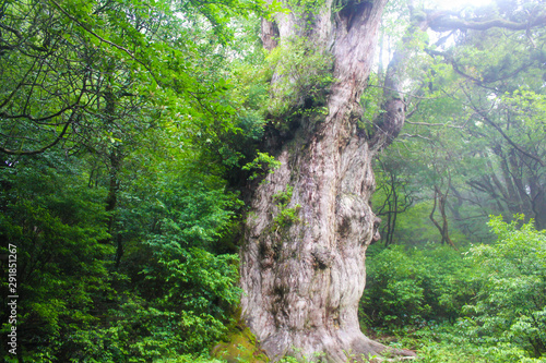 屋久島　縄文杉 photo