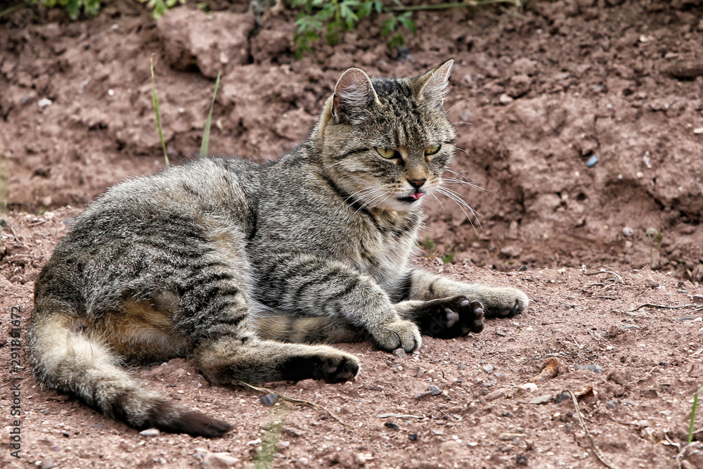 Large cat laying on dirty flower-bed Large cat laying on dirty flower-bed