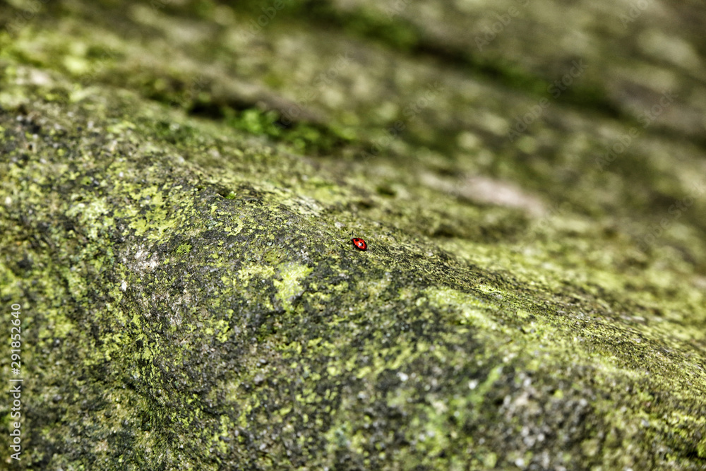 Little red bug on the green moss covered stone Little red bug on the green moss covered stone