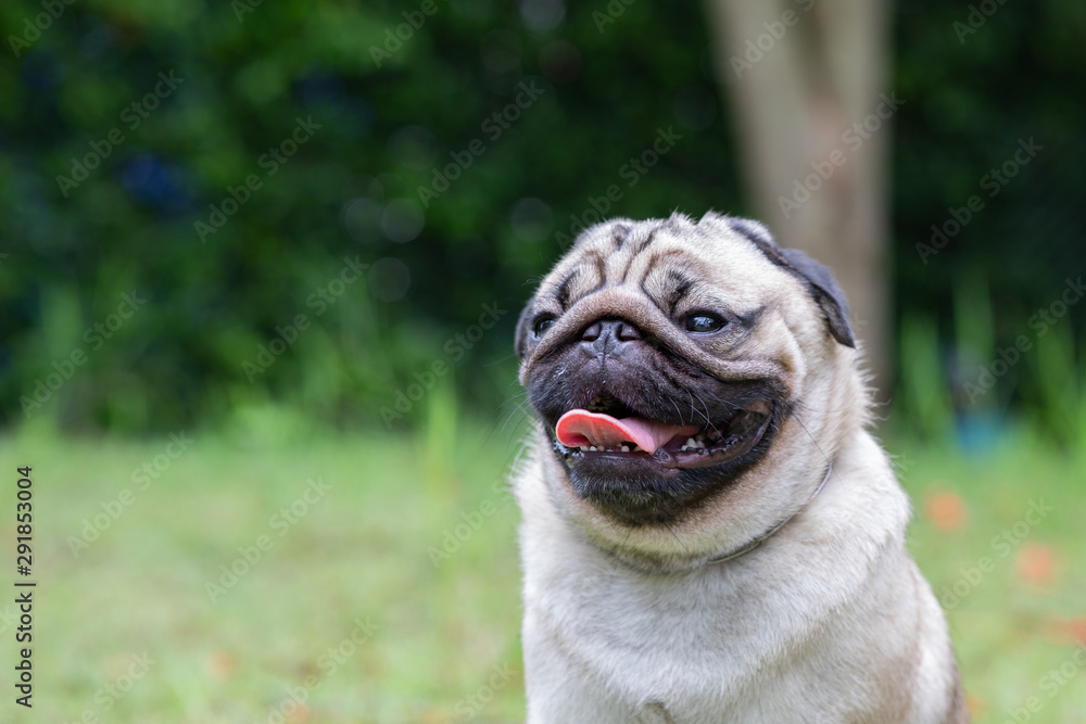 Happy dog pug breed smile with funny face on green grass in garden,Purebred pug dog healthy Concept