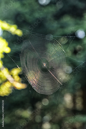 Large circle spider web between trees with spider