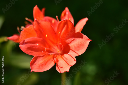 Fototapeta Naklejka Na Ścianę i Meble -  赤いアマリリスの花