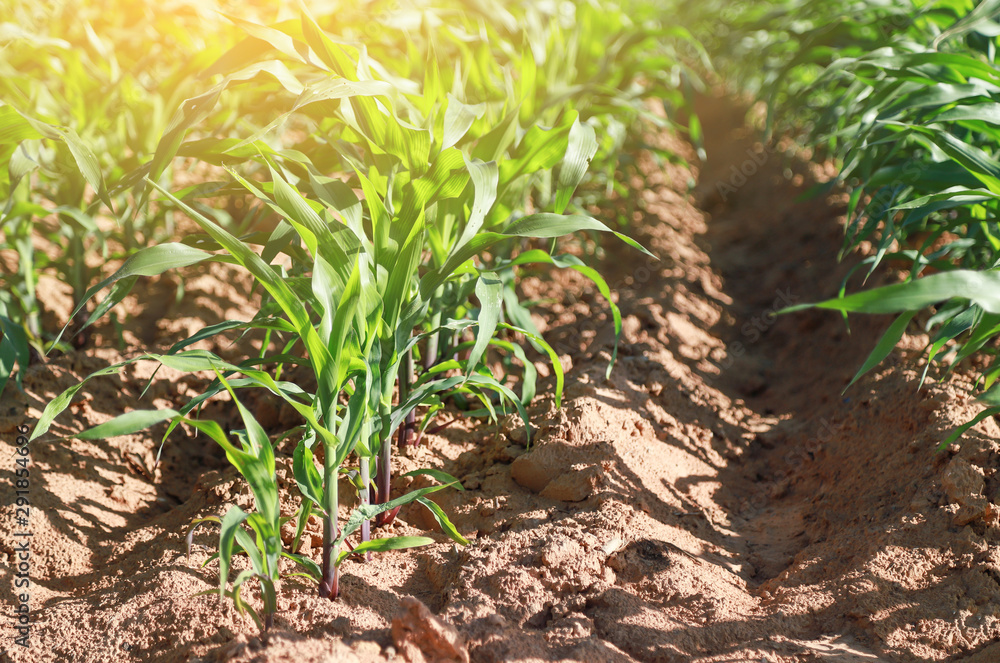 growing corn in field in in farm growing corn in field in in farm